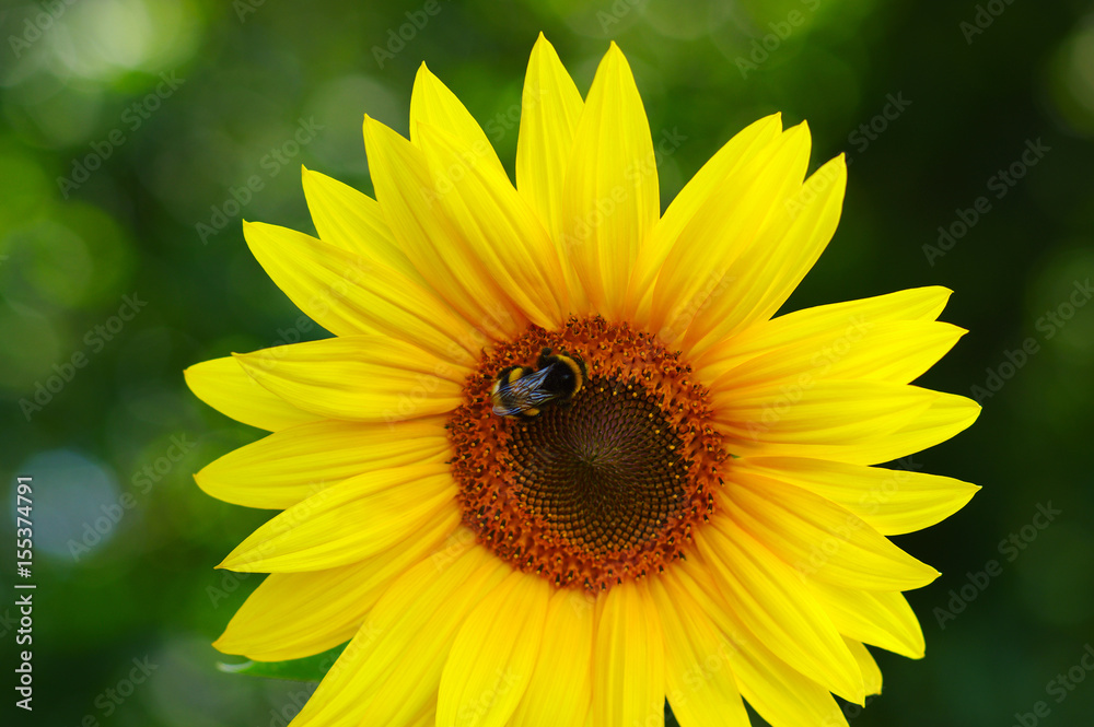 Close up of sunflower