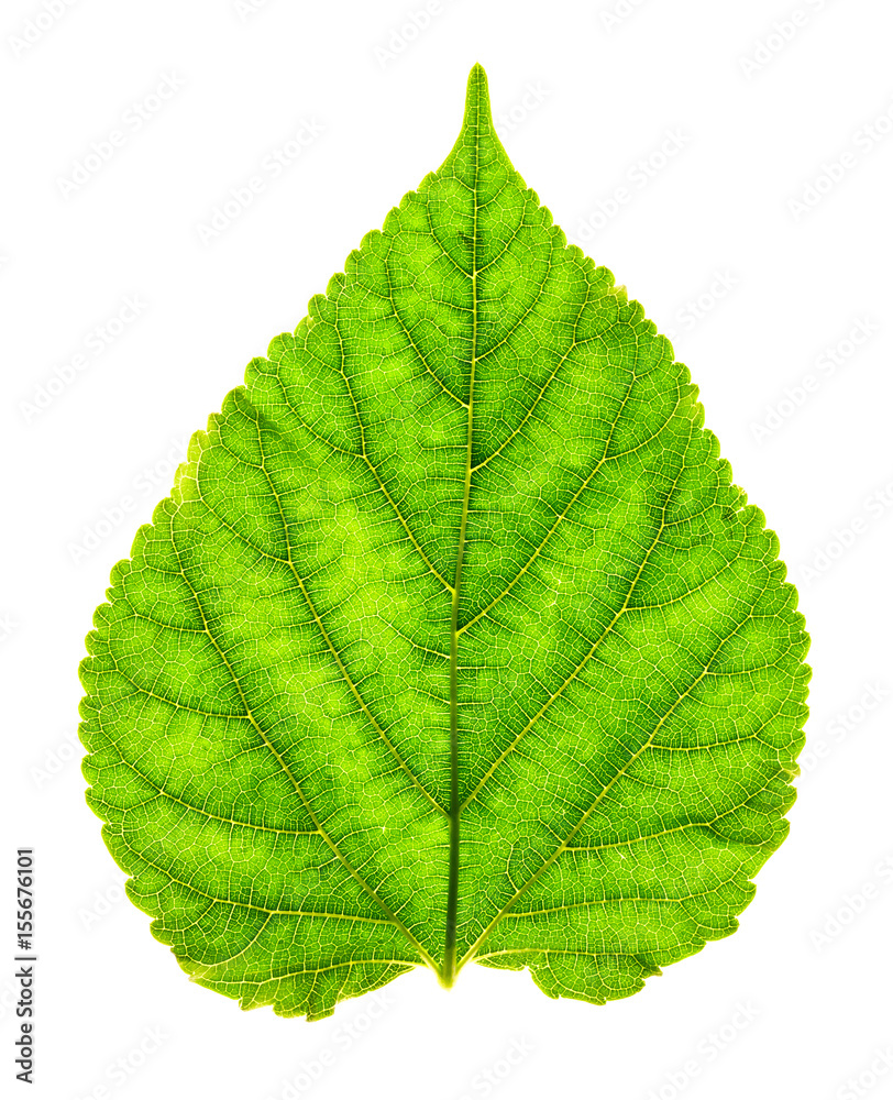 Close up the green leaf texture as green nature abstract background