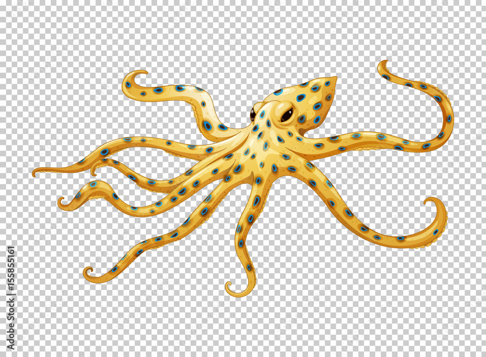 Octopus on transparent background