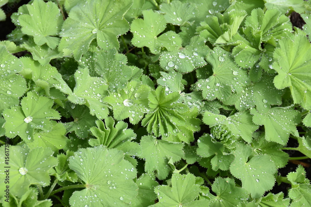 Garden ladys-mantle Alchemilla mollis foliage