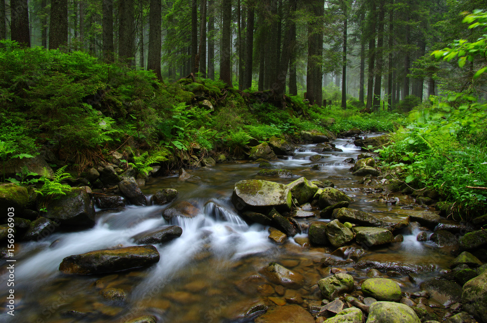 Creek in the woods