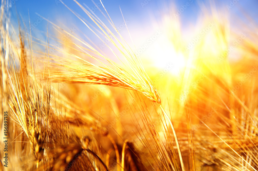 Golden wheat close up