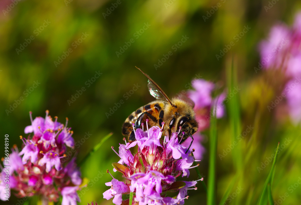 Bee on the flower