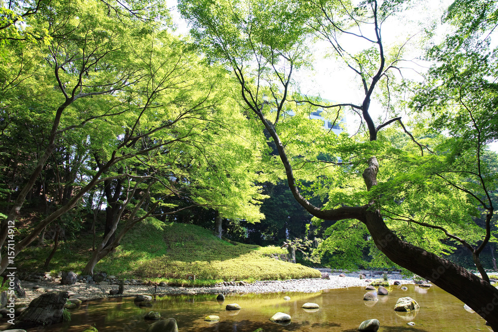 Big green tree and pond at Japanese garden in summer season