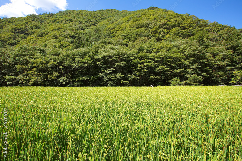 Green Rice Field with Mountains in summer