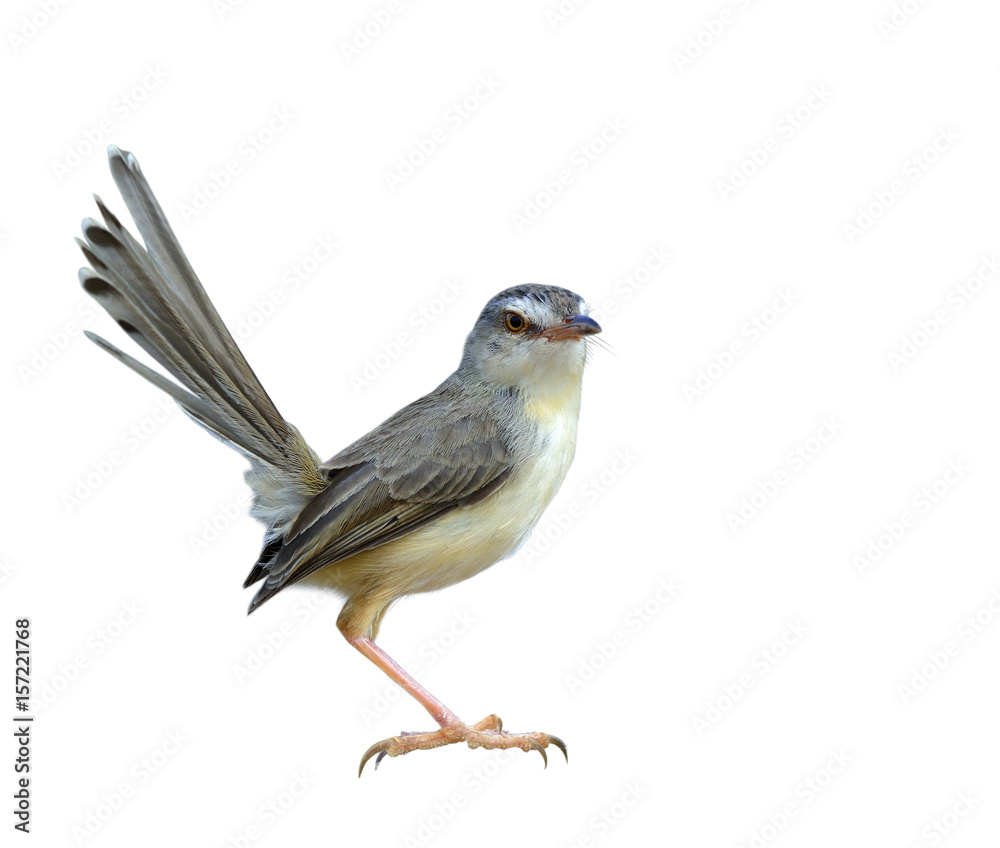 平原普里尼亚（Prinia inornata）美丽的灰色鸟，白色背景上有翘尾隔离，e