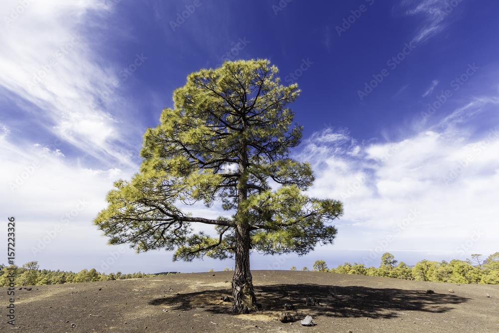 Kanarische Pinie, Teneriffa