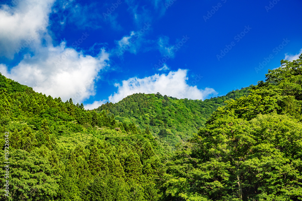 新緑の山