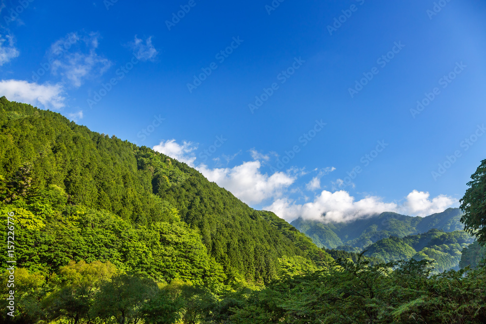 新緑の山