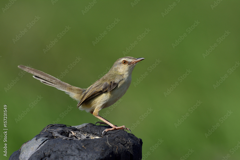 平原普里尼亚（Prinia inornata）可爱的棕色鸟栖息在黑色土杆上，尾巴向上摆动，e