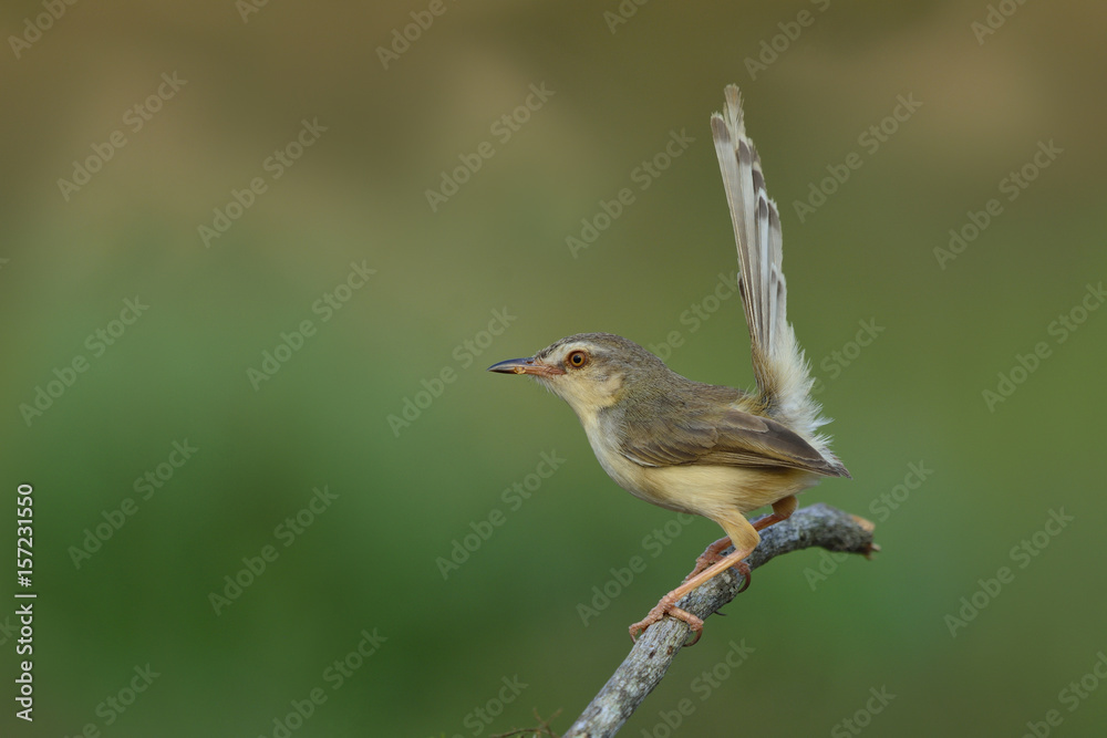 平原普里尼亚（Prinia inornata）美丽的浅棕色到灰色的鸟，长尾栖息在树枝上