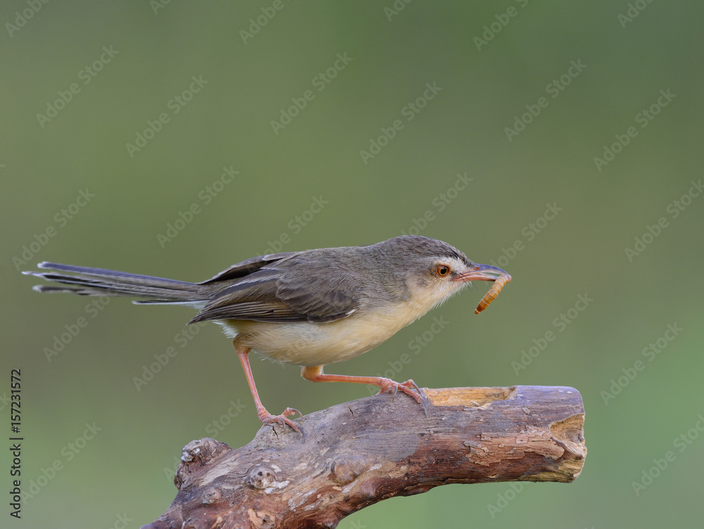 平原普里尼亚（Prinia inornata）可爱的棕色鸟，栖息在木杆上，嘴里含着蠕虫粉