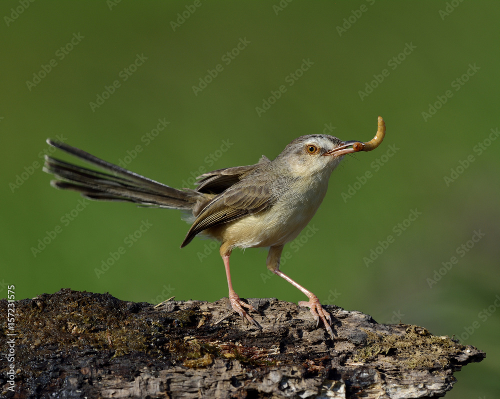 平原普里尼亚（Prinia inornata）可爱的棕色鸟栖息在黑色木板上，里面有蠕虫大餐。