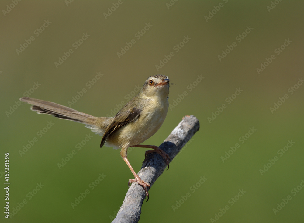 平原普里尼亚（Prinia inornata）可爱的棕色鸟，栖息在木棍上，尾巴摆动，异国情调