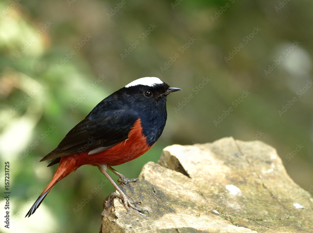 River chat or White caped Water Redstart（phoenicurus leuccephalus）美丽的黑色和红色的鸟w