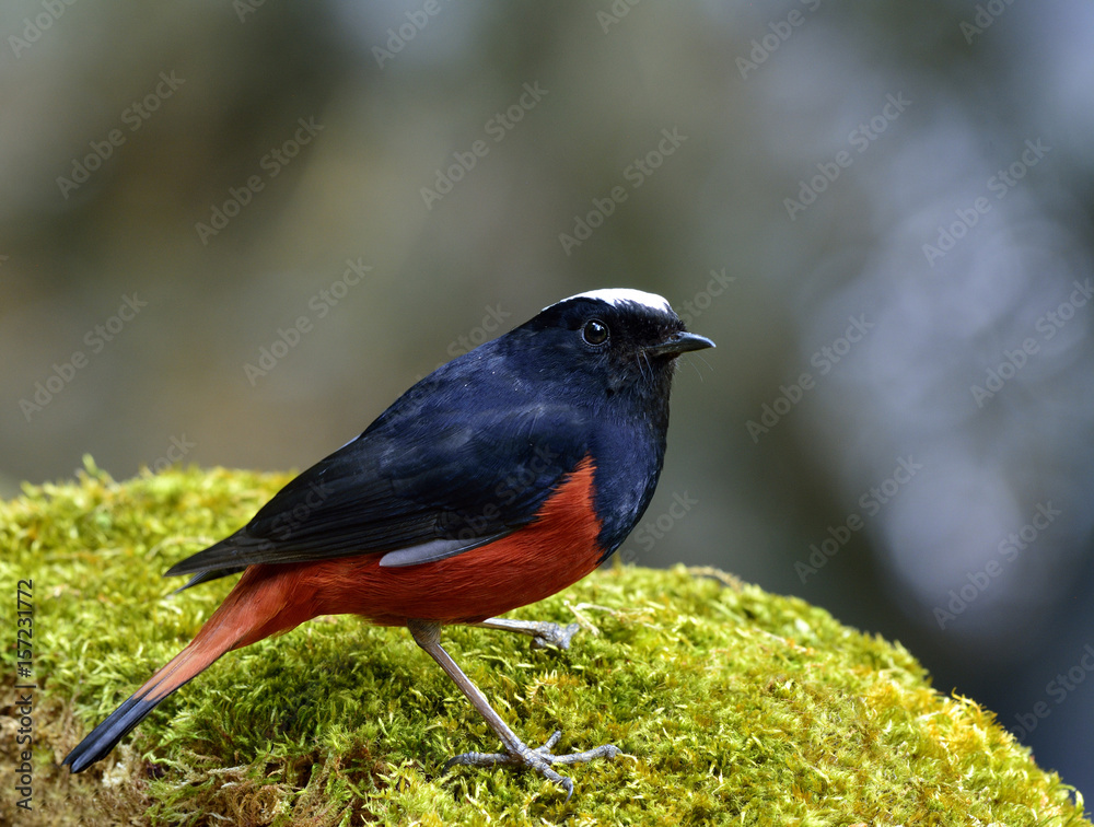 River chat or White capped Water Redstart（phoenicurus leuccephalus）black and red bird with White河聊或白