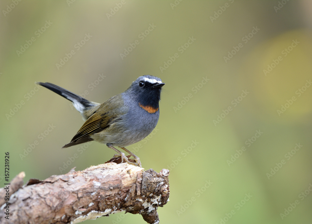 Rufus gorgeted flycatcher（Ficedula strophiata）美丽的棕色和灰色鸟，带有橙色标记o