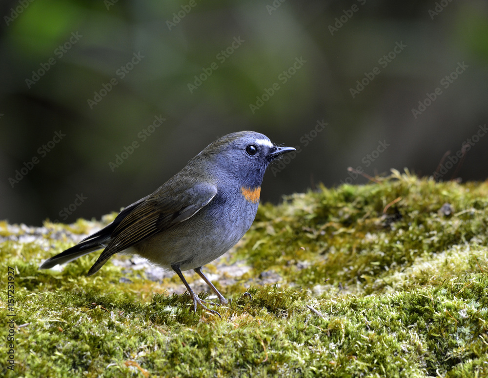 Rufus gorgeted flycatcher（Ficedula strophiata）美丽的棕色到灰色的鸟栖息在绿色的苔藓上