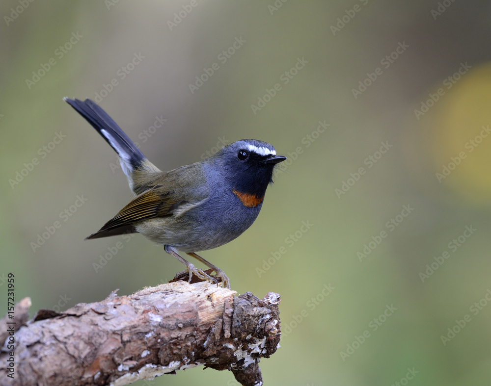 Rufus gorgeted flycatcher（Ficedula strophiata）美丽的灰色和棕色鸟，带有橙色标记o