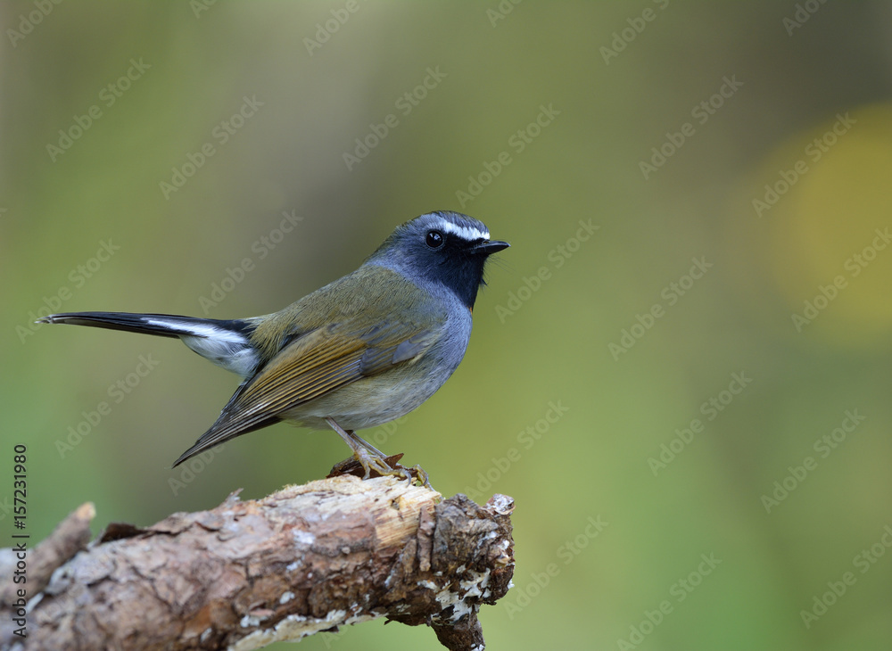 Rufus gorgeted flycatcher（Ficedula strophiata）美丽的灰色和棕色鸟，带有橙色标记o