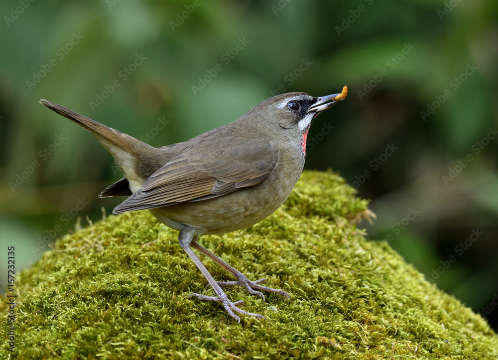 西伯利亚Rubythroat（Calliope-Calliope）美丽的棕色鸟，脖子是红色的，正在吃蠕虫