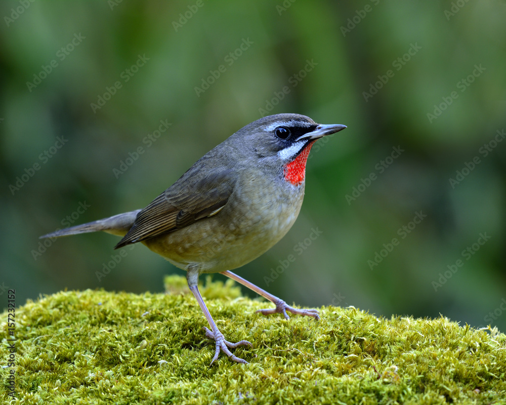 西伯利亚Rubythroat（Calliope Calliope）小棕色红颈雀形目鸟类，以前被归类于