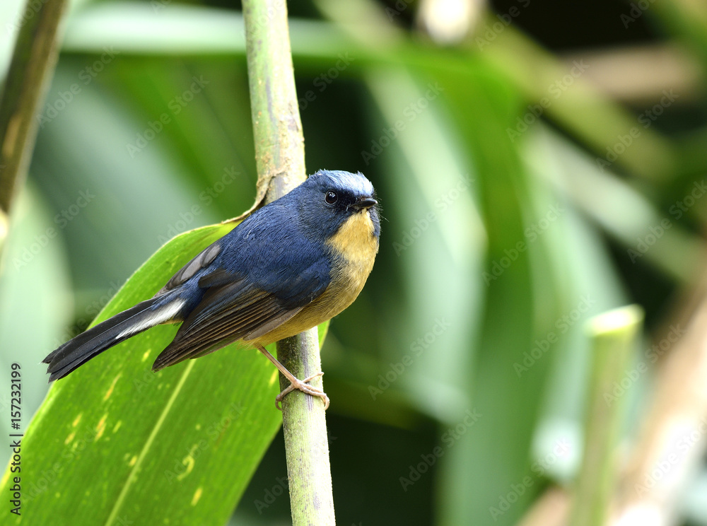 Slaty blue flycatcher（Ficedula tricolor）可爱的蓝腹黄鸟栖息在树枝上