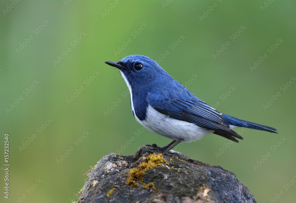 Superciliaris ficedula（Ultramarine Flycatcher）美丽的小蓝鸟栖息在s上方的岩石上