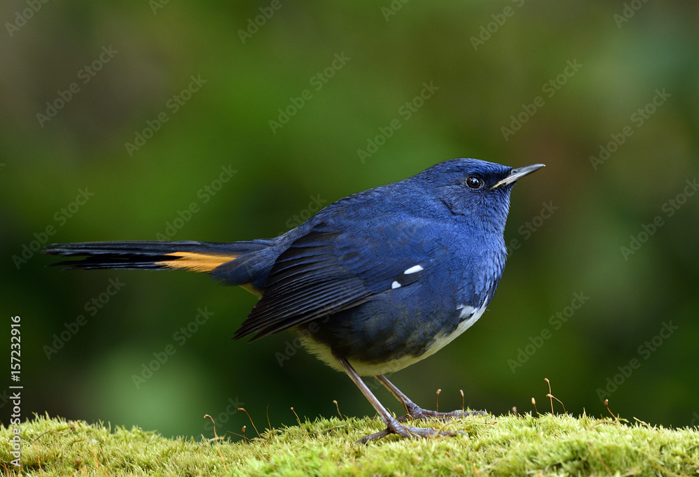 White-bellied Redstart (Luscinia phaenicuroides) chubby blue bird with white belly and yellow markin