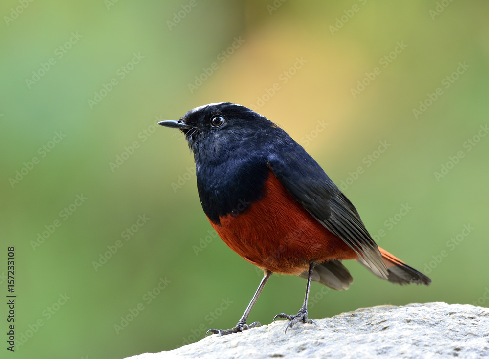 White caped Water Redstart or River chat（phoenicurus leuccephalus）带白色h的黑色和红色鸟类