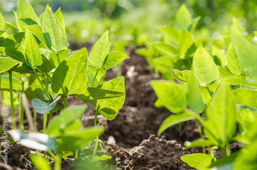 close up Soybean field in farm agricultural and sunlight