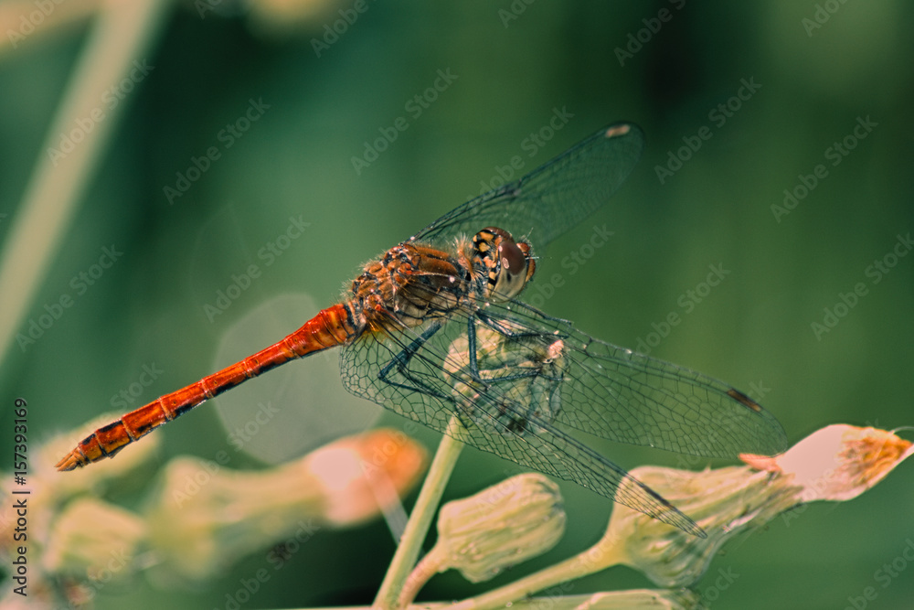 Dragonfly on a Flower