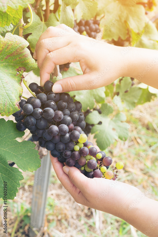 Vineyard worker checking wine grapes in vineyard