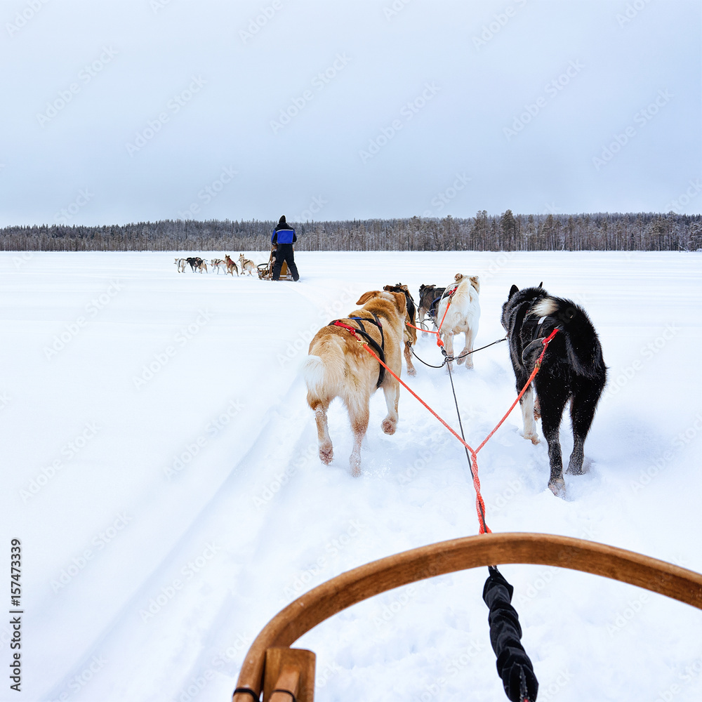 Husky dogs sledges at frozen winter lake in Lapland Finland