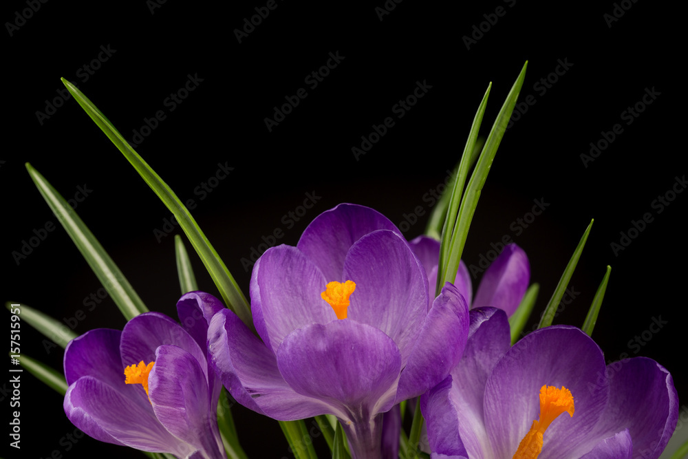 Macro view of a beautiful crocus flower on black. Spring background