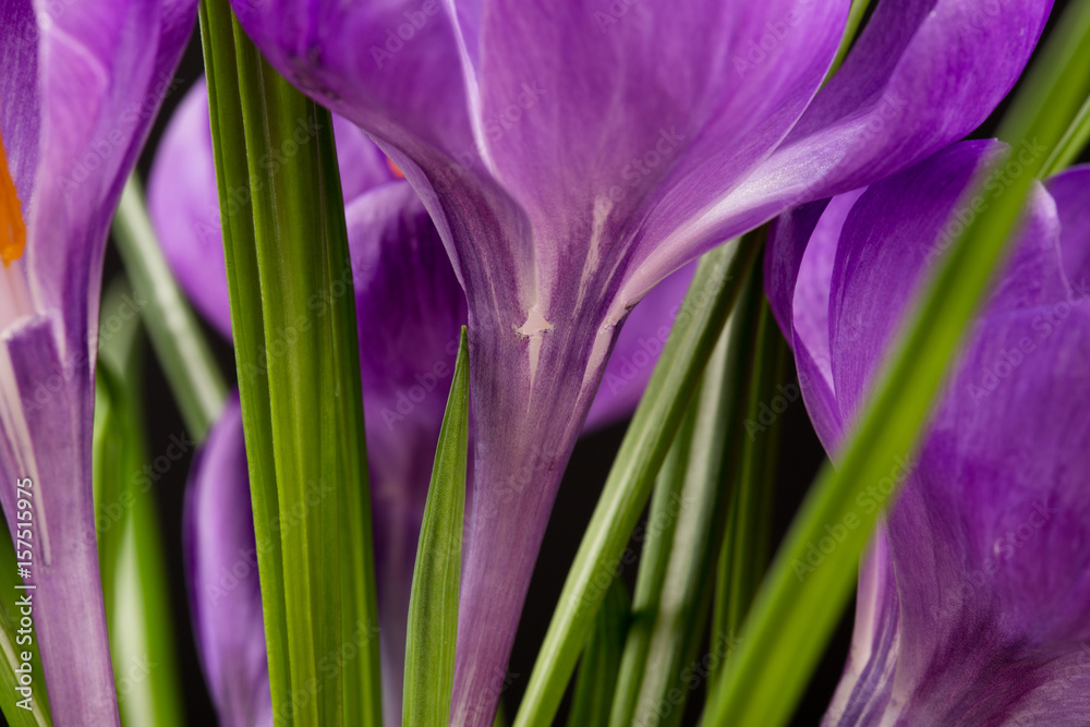 Macro view of a beautiful crocus flower on black. Spring background