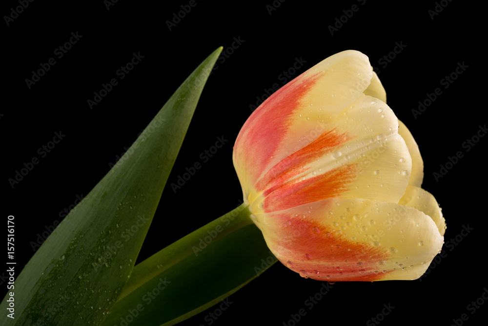 Macro view of a beautiful tulip flower on black. Spring background