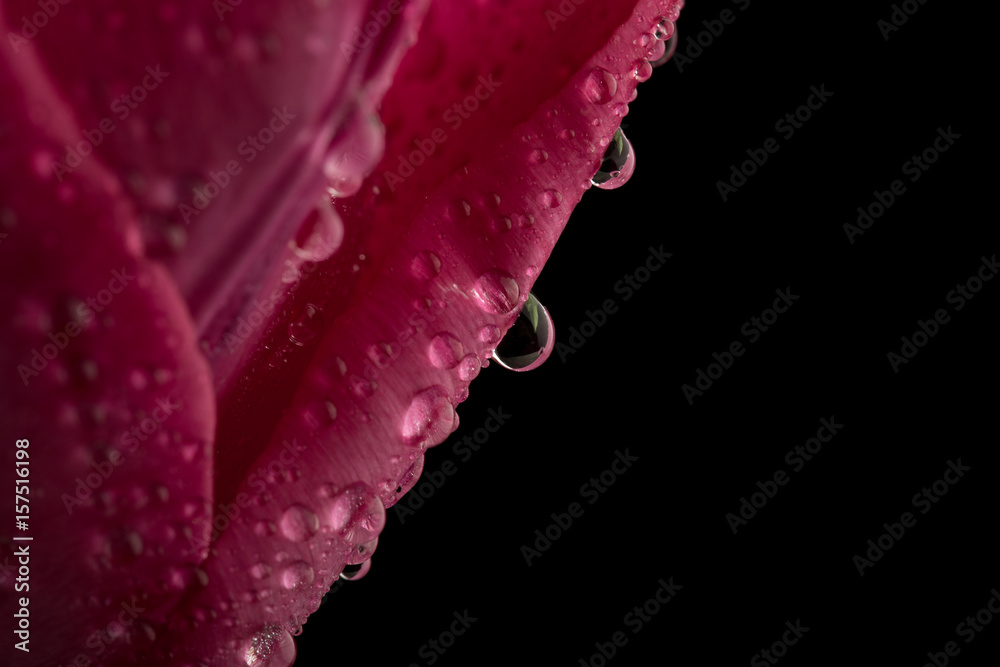 Macro view of a beautiful tulip flower on black. Spring background