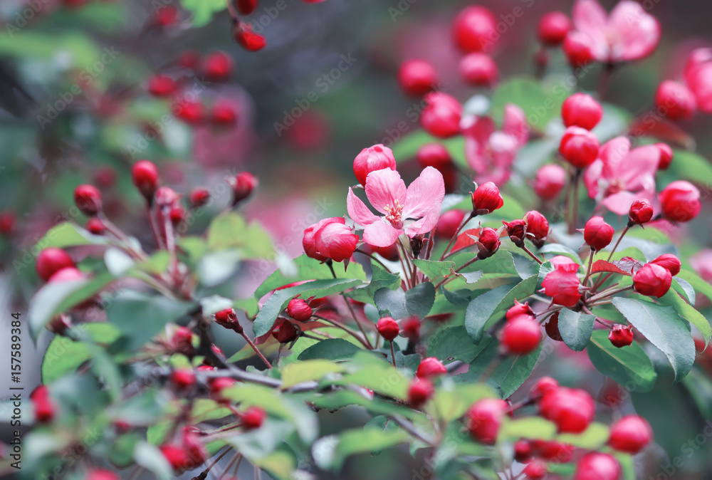 spring branch of tree with beautiful bright pink flowers