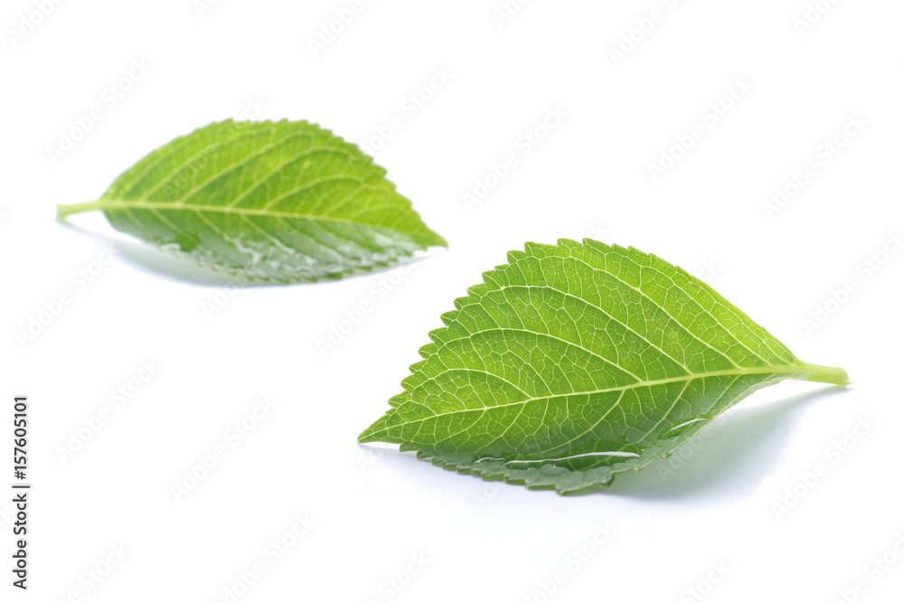 rainy fresh green leaf isolated