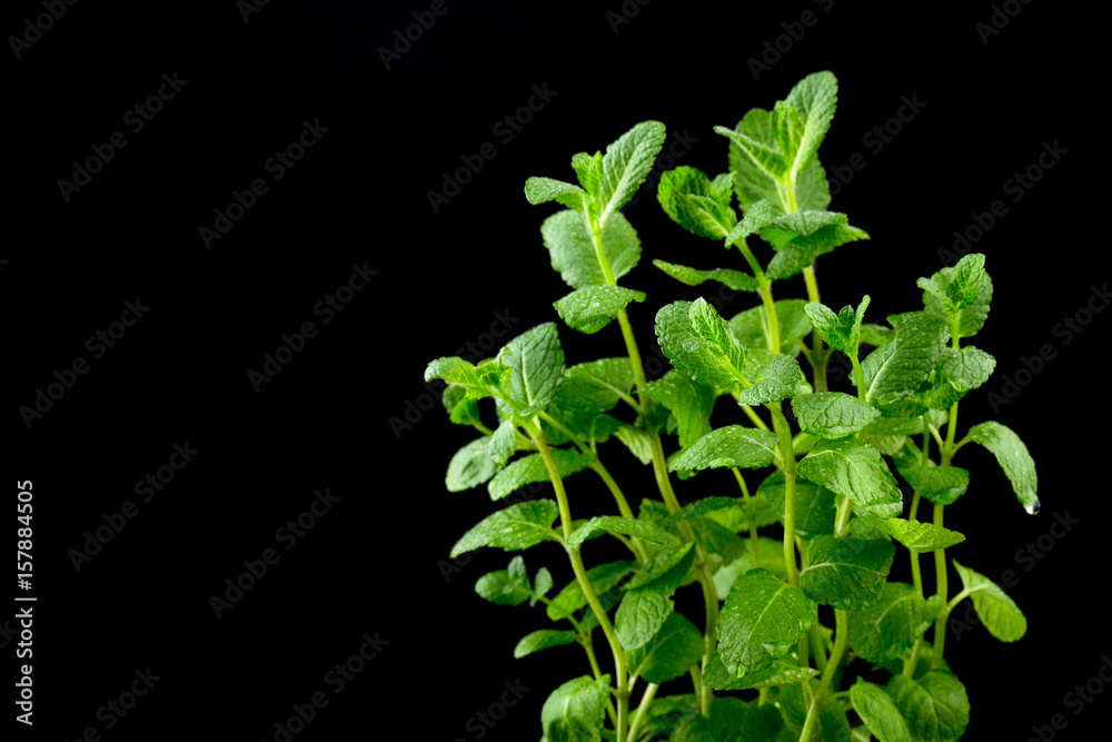 Macro view of fresh mint leaves