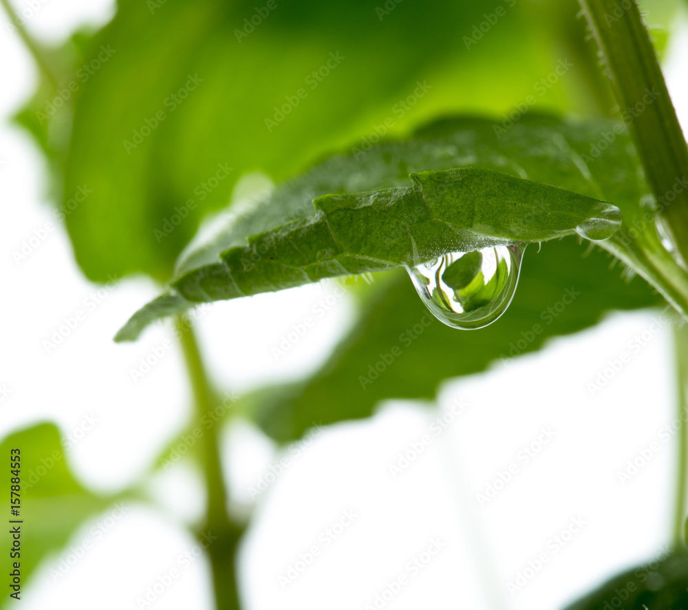 Macro view of fresh mint leaves