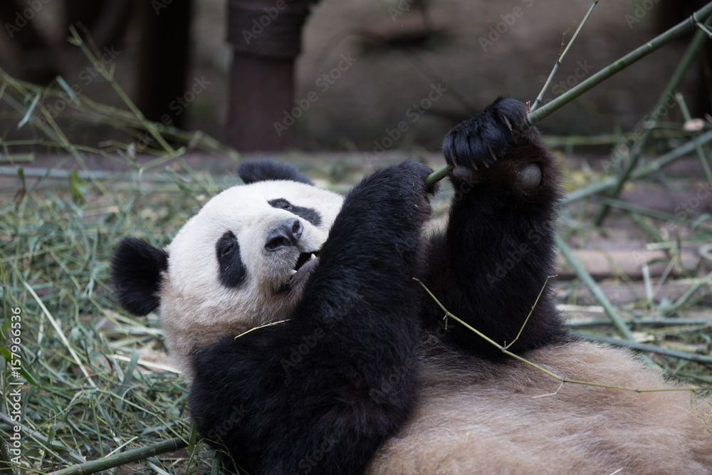 lovely giant panda in zoo