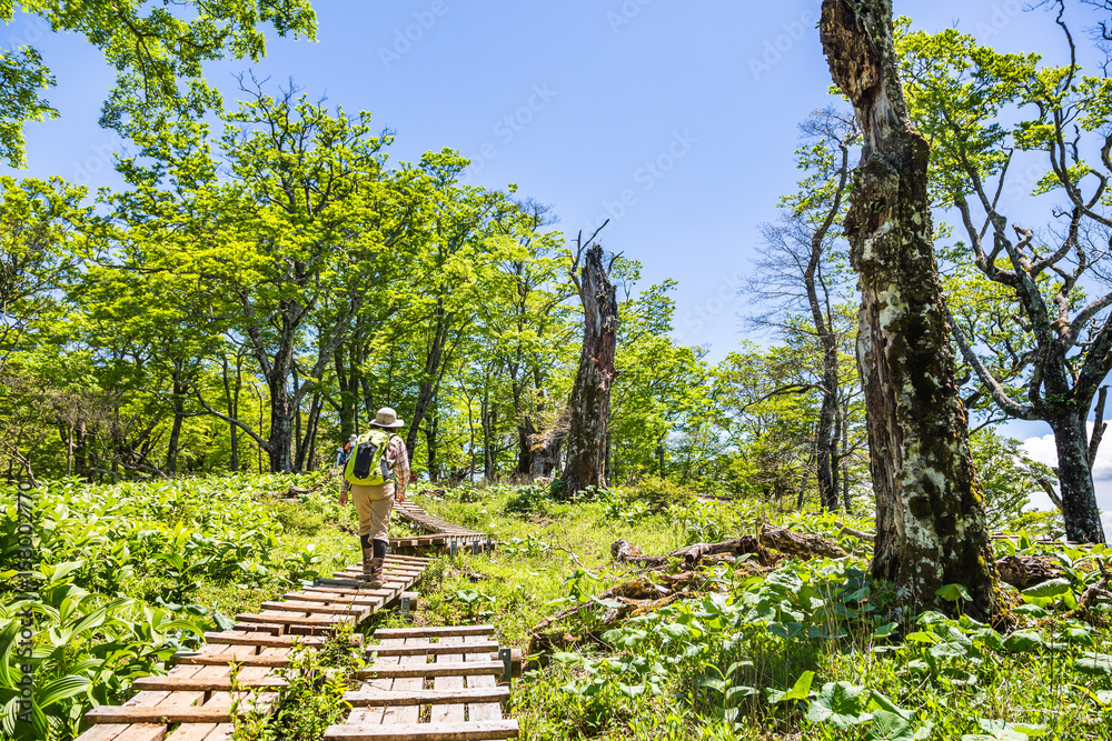 登山道