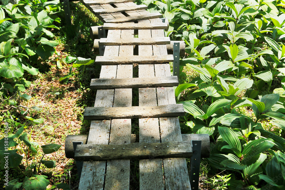 登山道