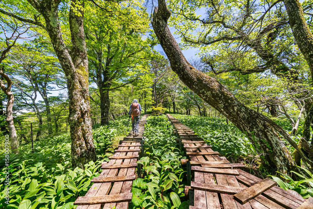 登山道