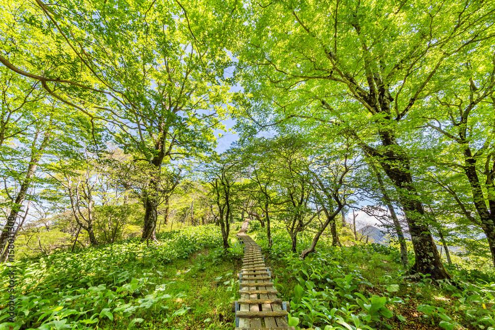 登山道