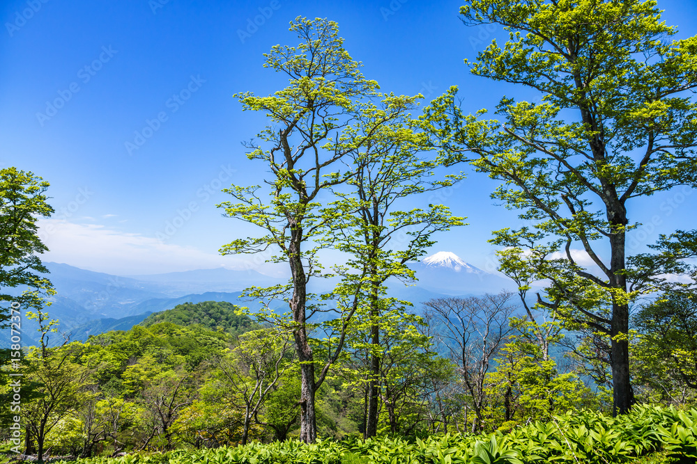 西丹沢から見る富士山