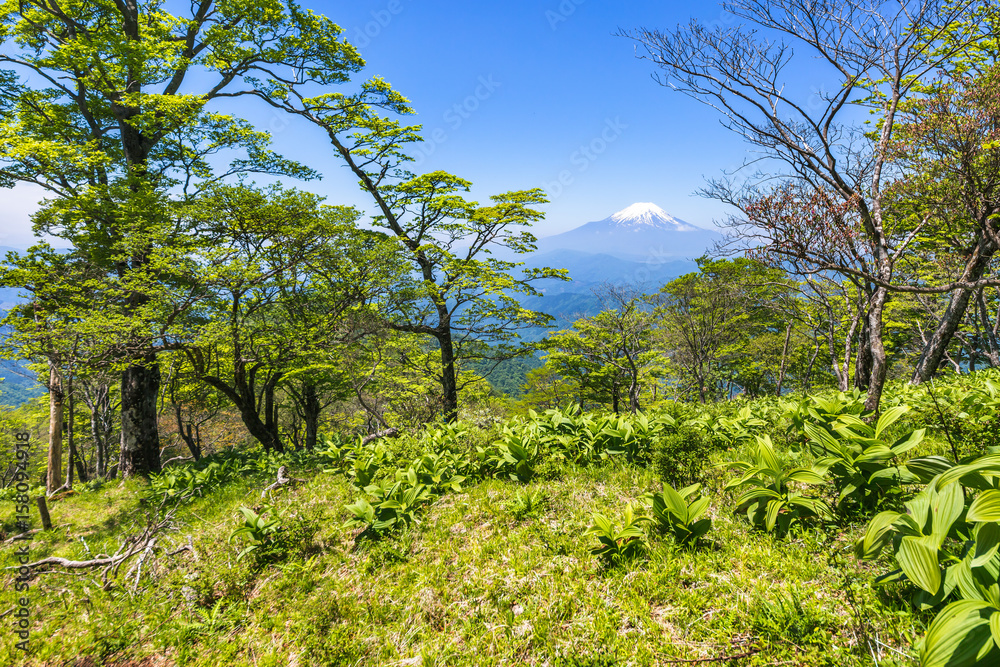 西丹沢から見る富士山