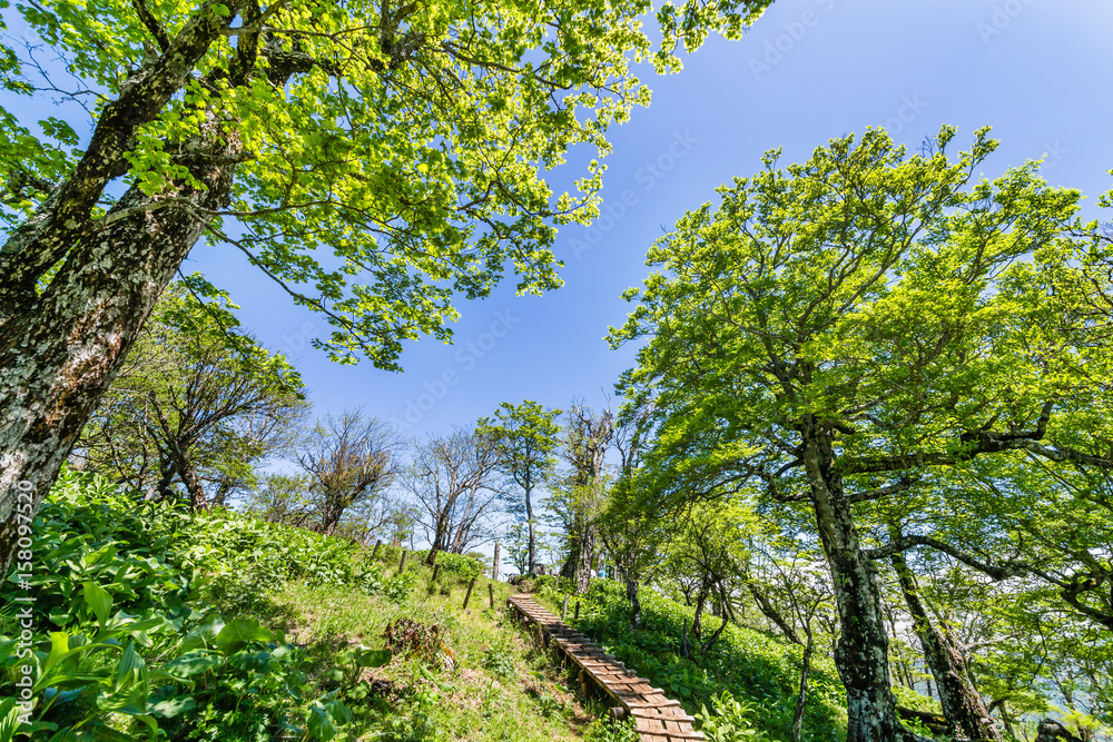 登山道